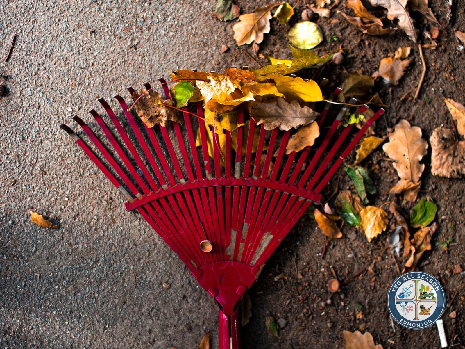 Yard raked and bagged during a seasonal cleanup